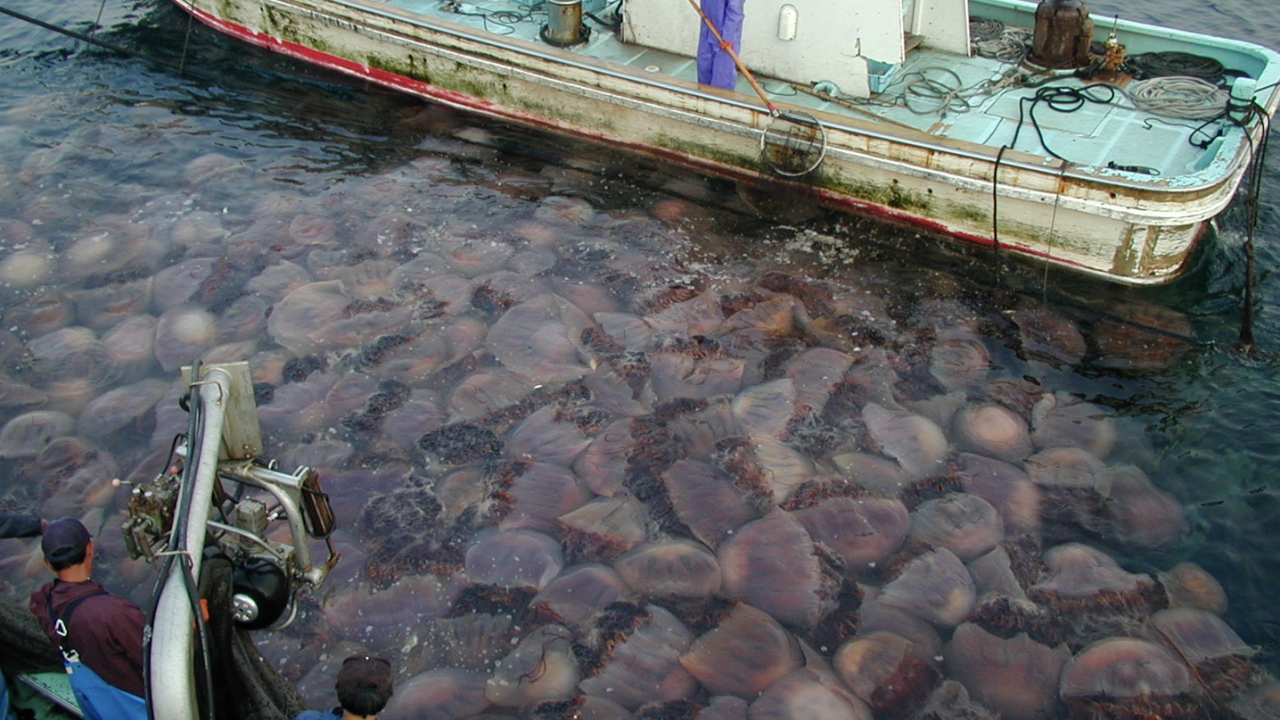 Jellyfish bloom