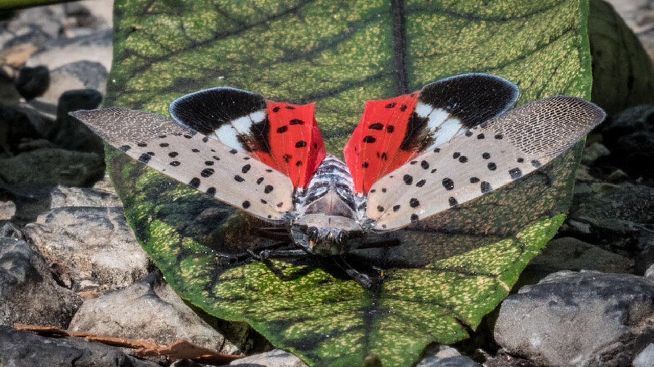 Spotted lanternfly is a destructive insect that feeds on a wide range of fruit, ornamental, and hardwood trees, including grapes, apples, walnut, and oak; a serious threat to the United States’ agriculture and natural resources. Credit: USDA / Lance Cheung.