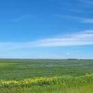 field in saskatchewan, canada